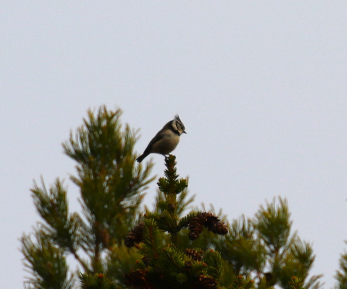 Crested Tit - ML619668770
