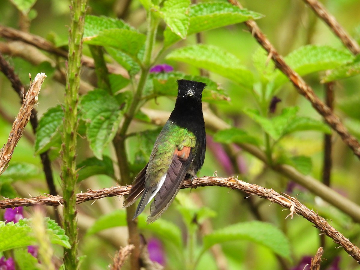 Black-bellied Hummingbird - ML619668775