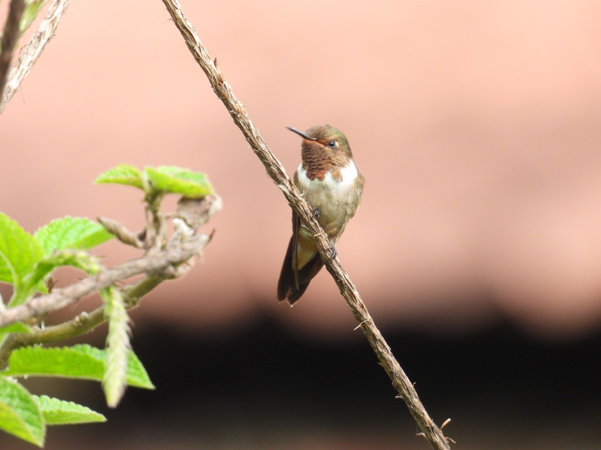 Scintillant Hummingbird - ML619668801