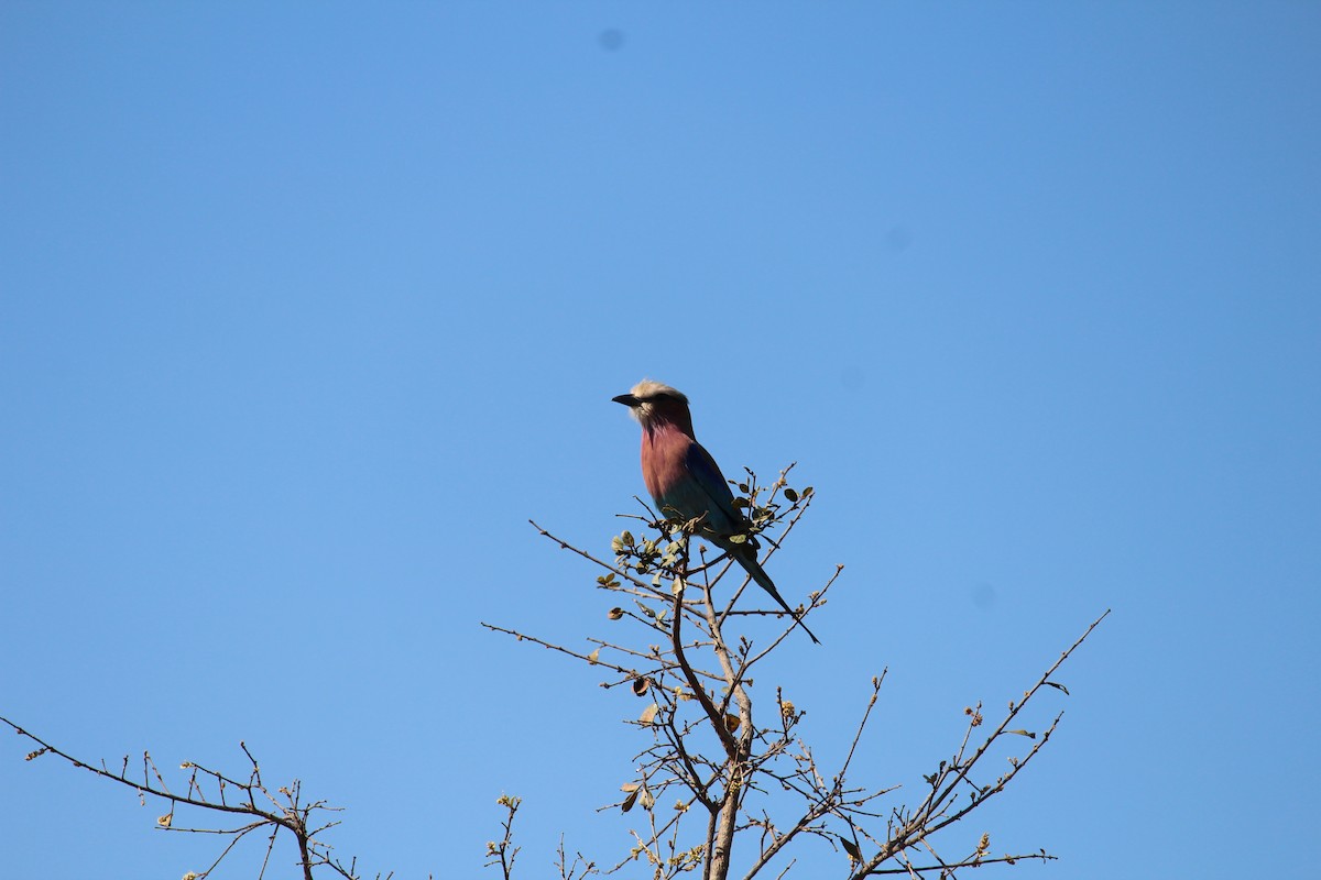 Lilac-breasted Roller - ML619668862
