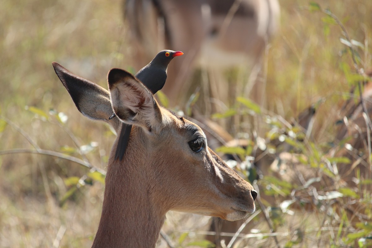 Red-billed Oxpecker - ML619668873