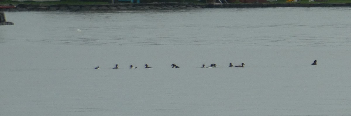 Greater Scaup - ML619668895