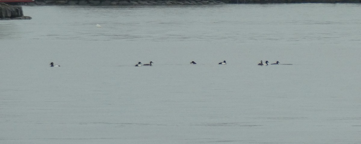 Greater Scaup - ML619668896