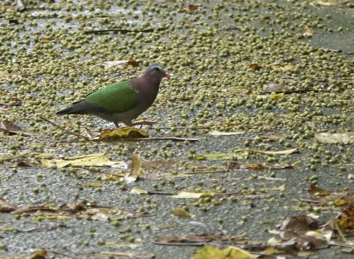 Asian Emerald Dove - ML619668909