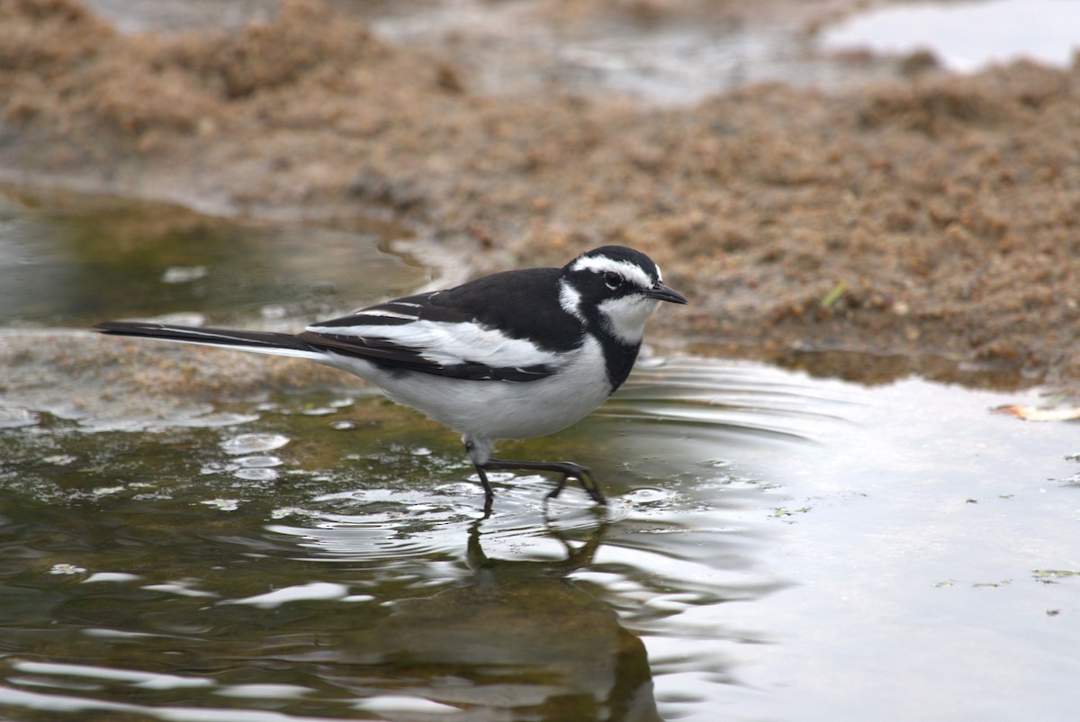 African Pied Wagtail - ML619668933