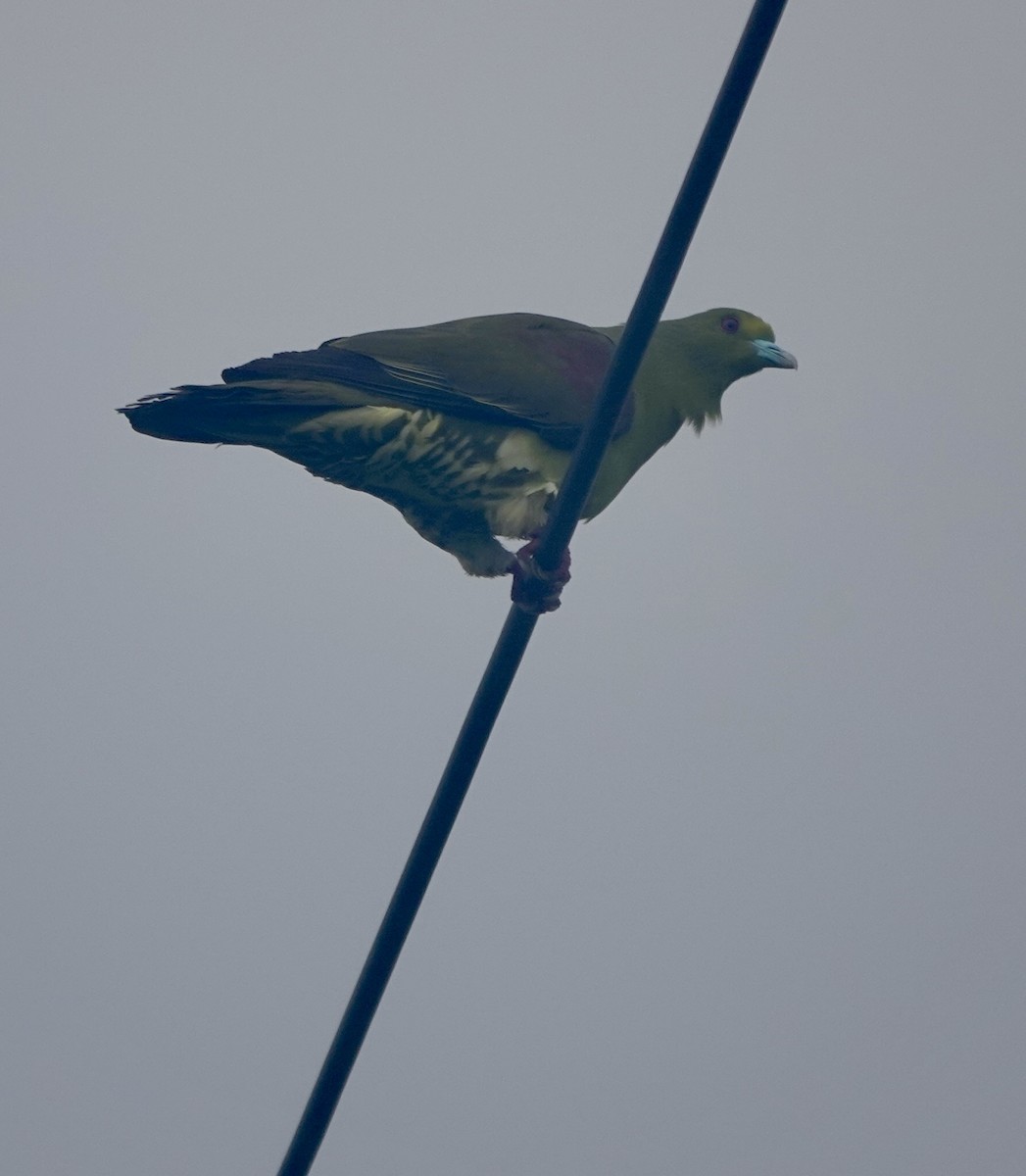 Whistling Green-Pigeon (Ryukyu) - ML619668978
