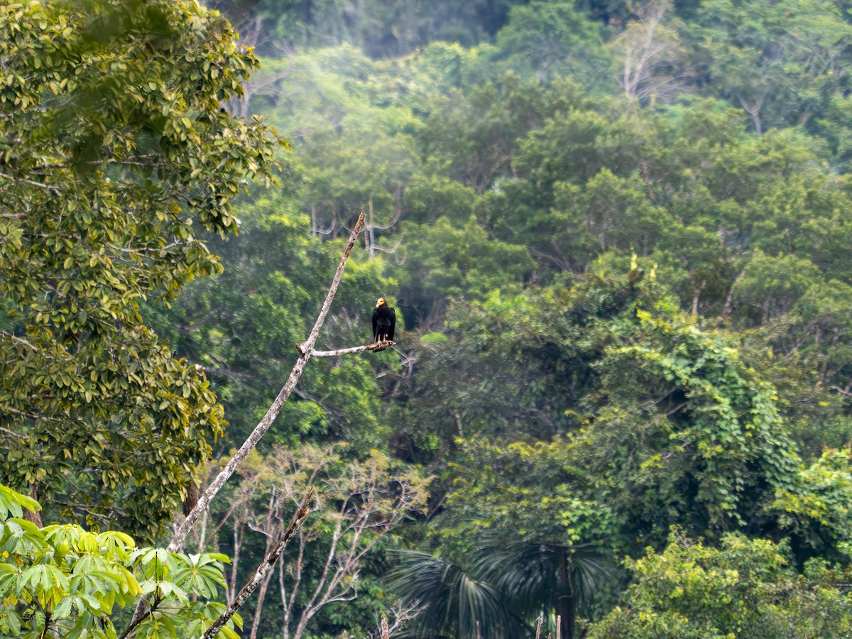 Greater Yellow-headed Vulture - ML619668995