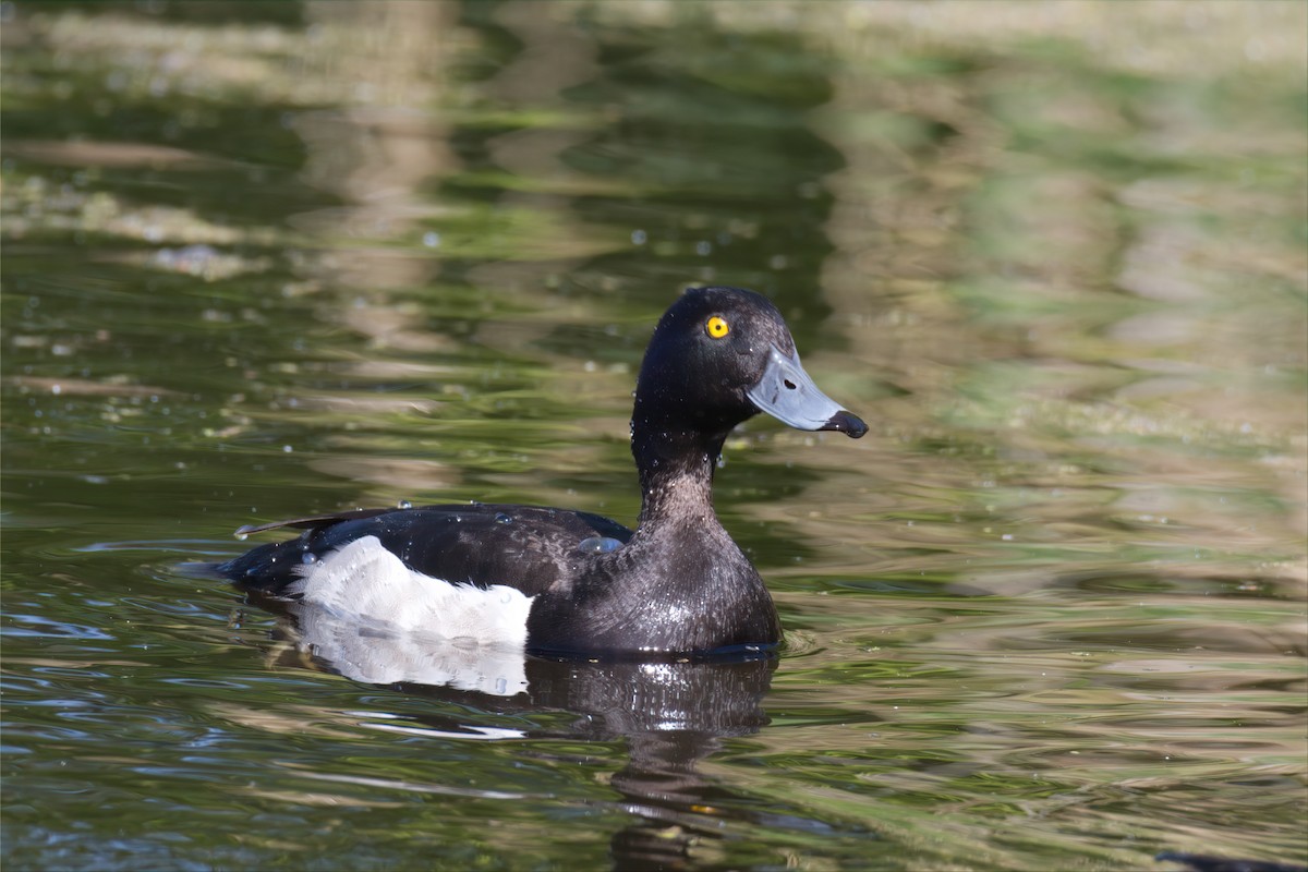 Tufted Duck - ML619668998