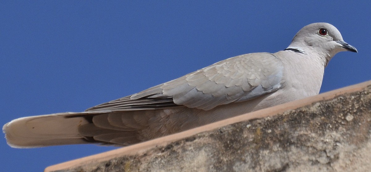 Eurasian Collared-Dove - ML619669041
