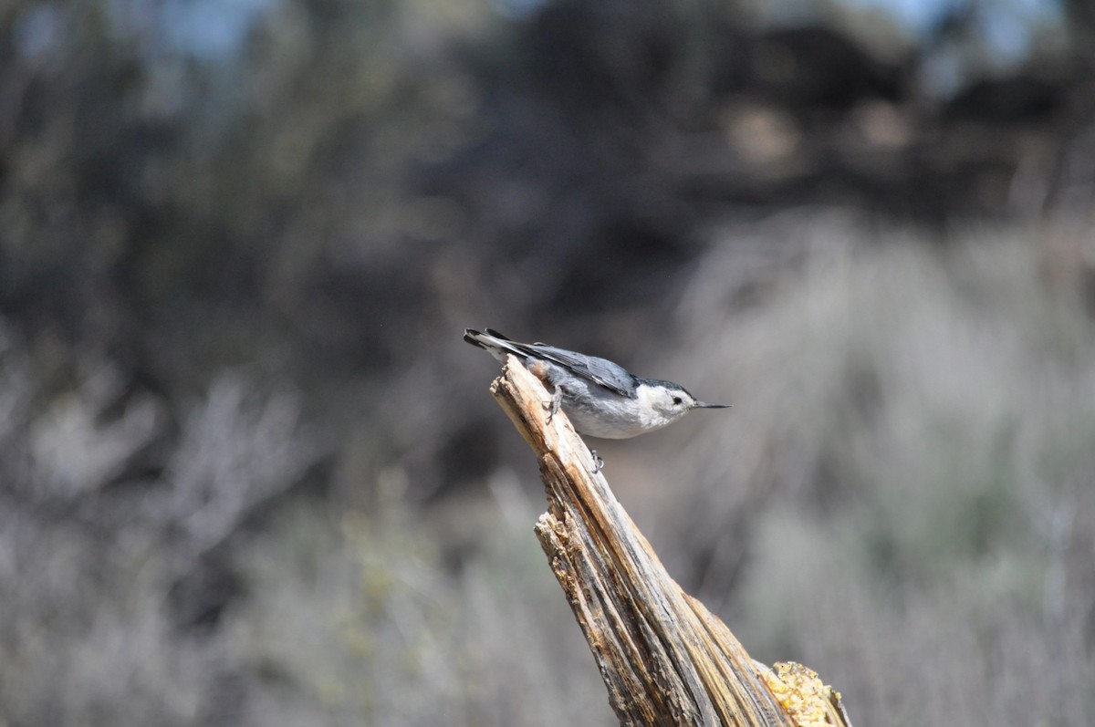 White-breasted Nuthatch (Interior West) - ML619669062