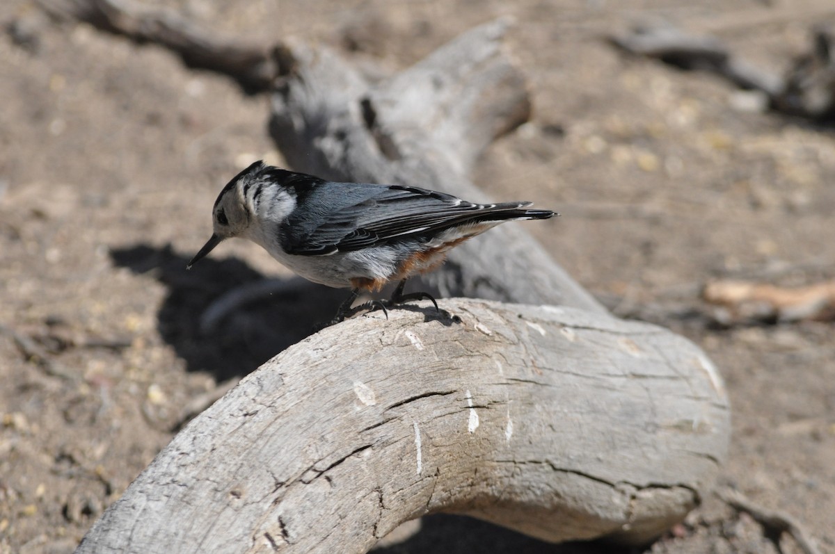 White-breasted Nuthatch (Interior West) - ML619669065