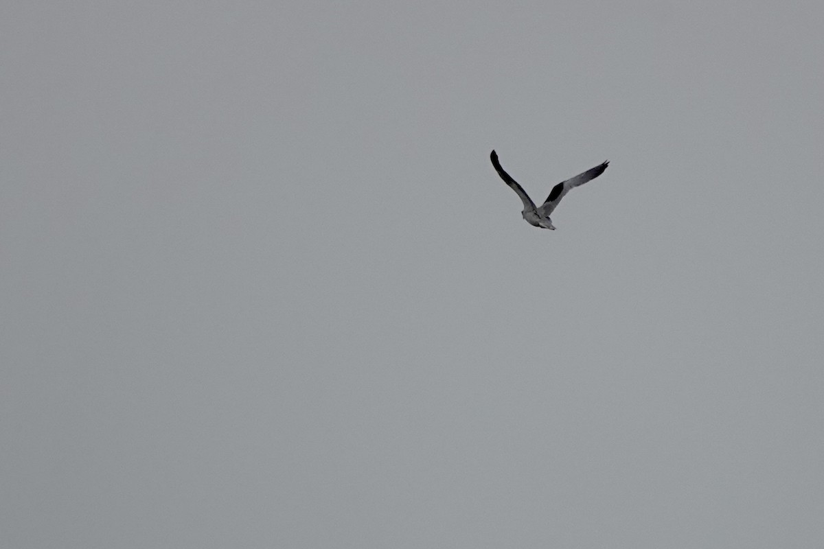 Black-winged Kite (Asian) - ML619669072
