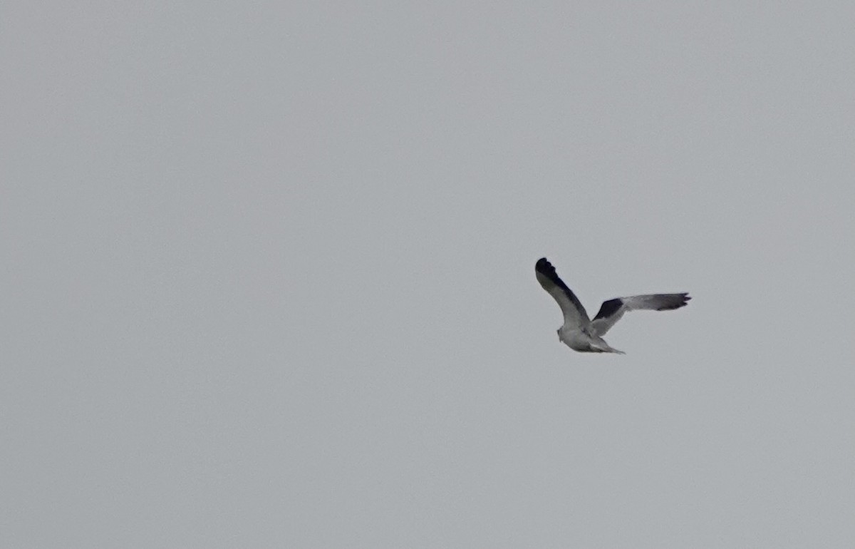Black-winged Kite (Asian) - ML619669073