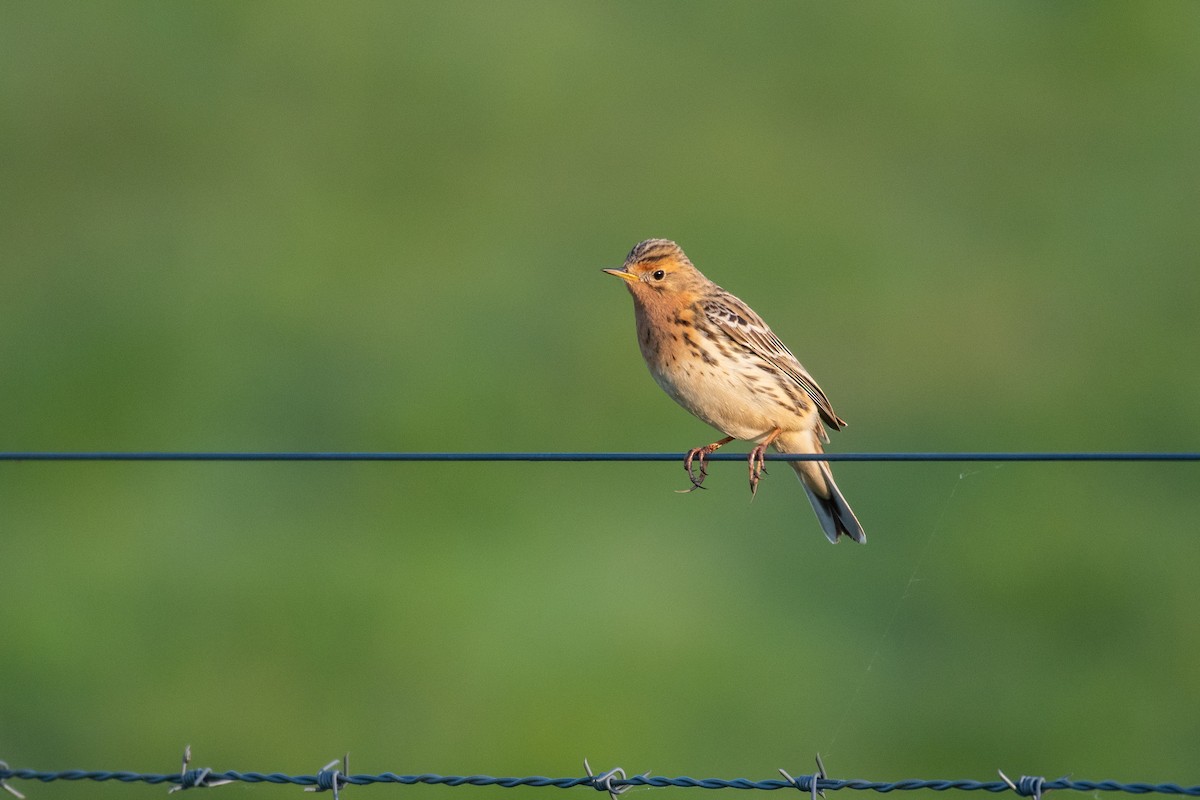 Red-throated Pipit - ML619669084