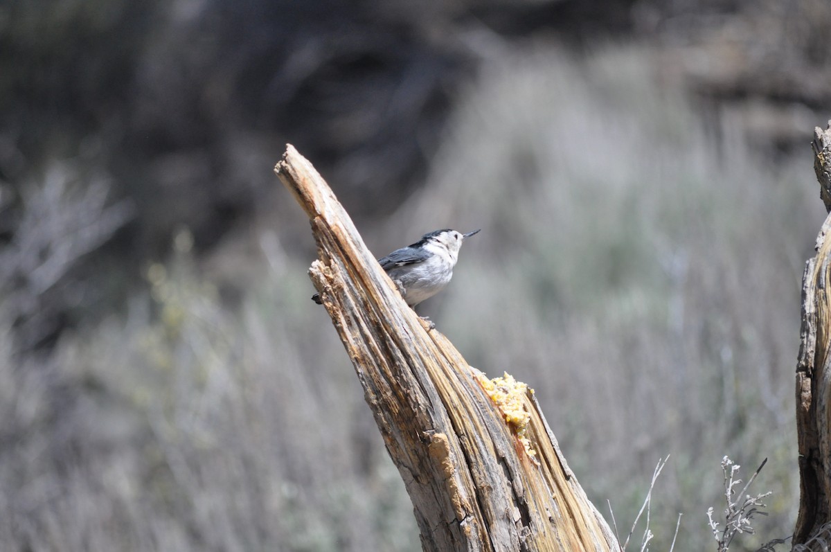 White-breasted Nuthatch (Interior West) - ML619669169