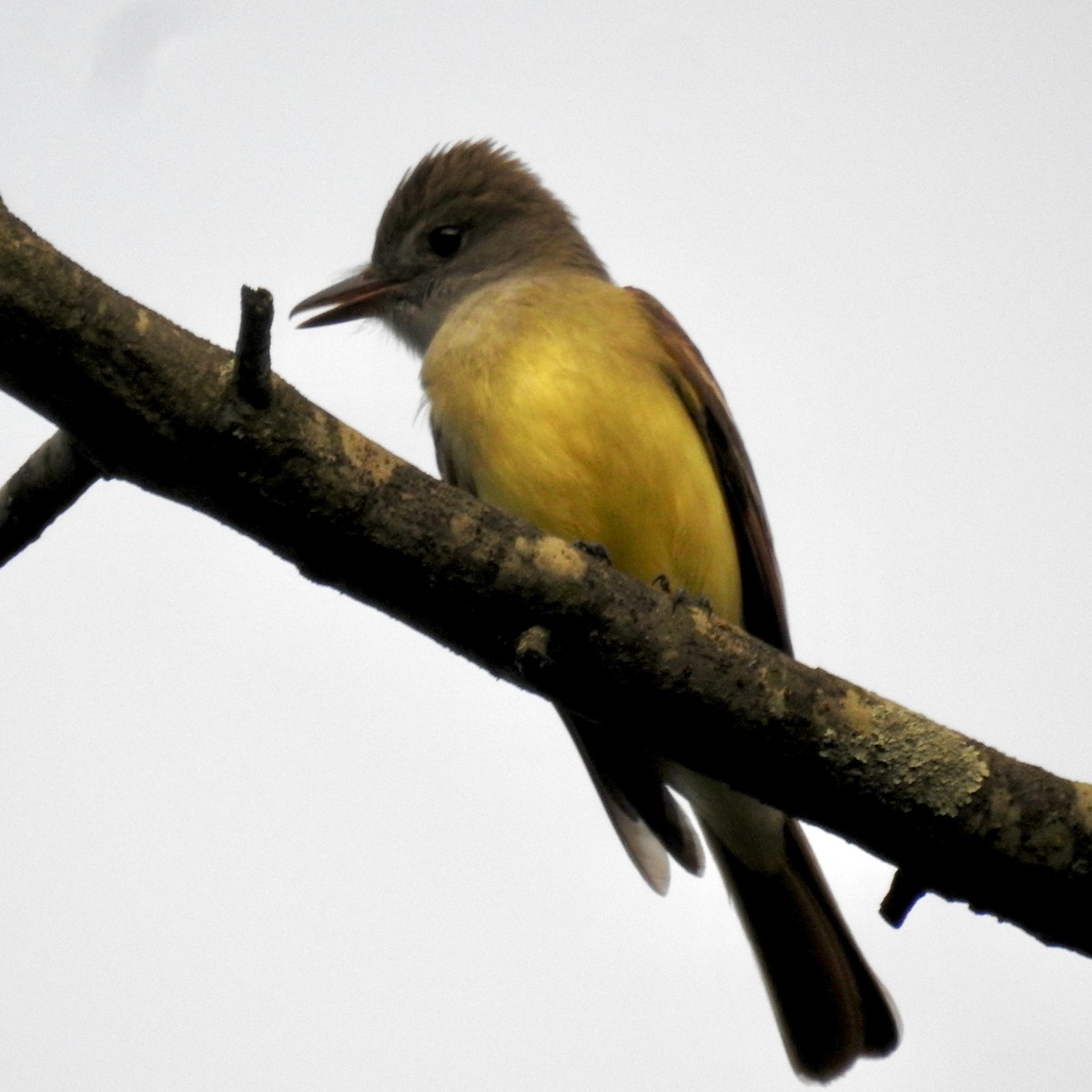 Great Crested Flycatcher - ML619669175
