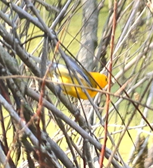 Prothonotary Warbler - ML619669183