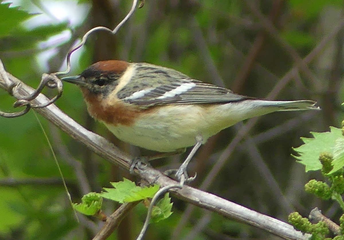 Bay-breasted Warbler - ML619669191