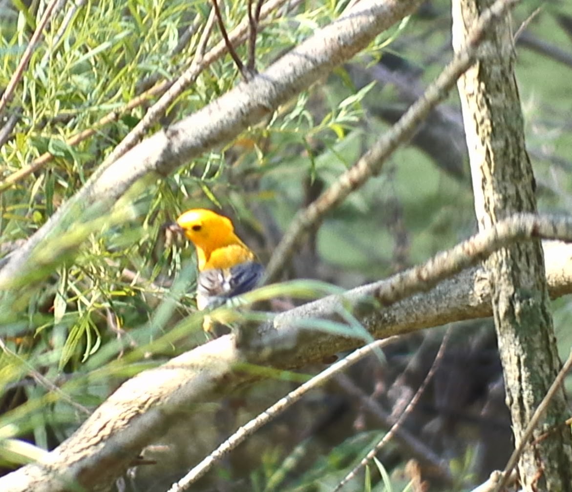 Prothonotary Warbler - ML619669217