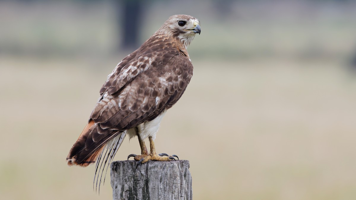 Red-tailed Hawk - ML619669343