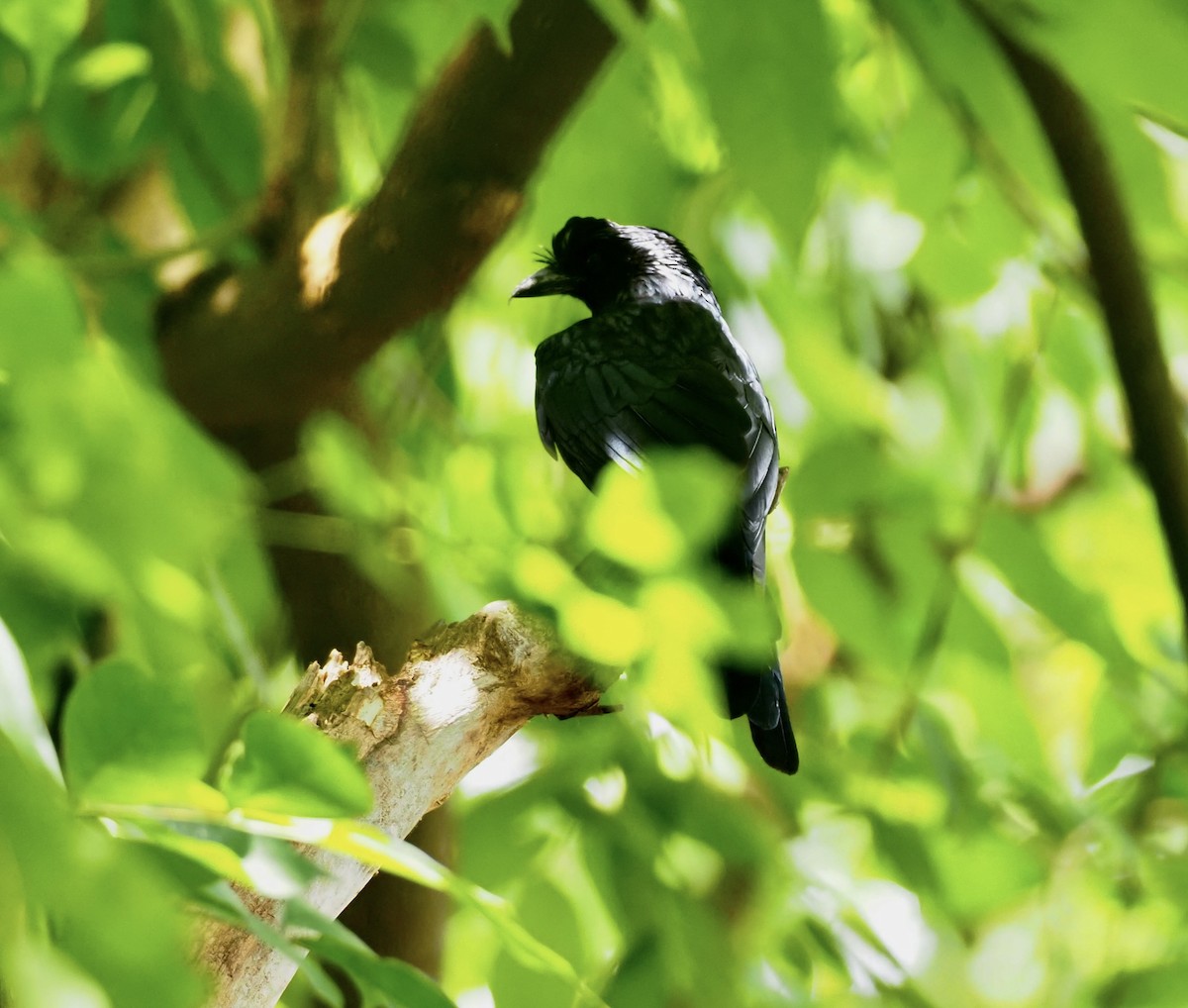 Greater Racket-tailed Drongo - ML619669379