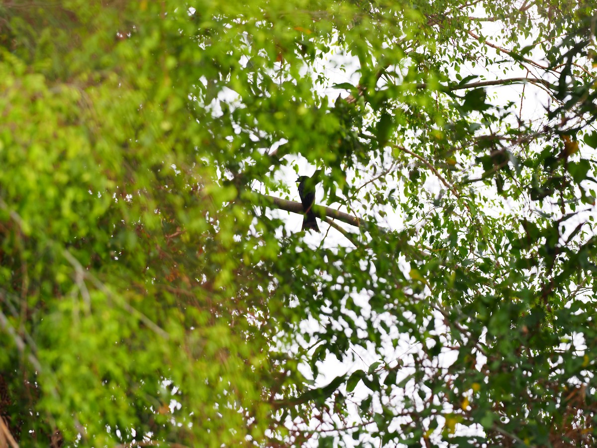 Greater Racket-tailed Drongo - ML619669380