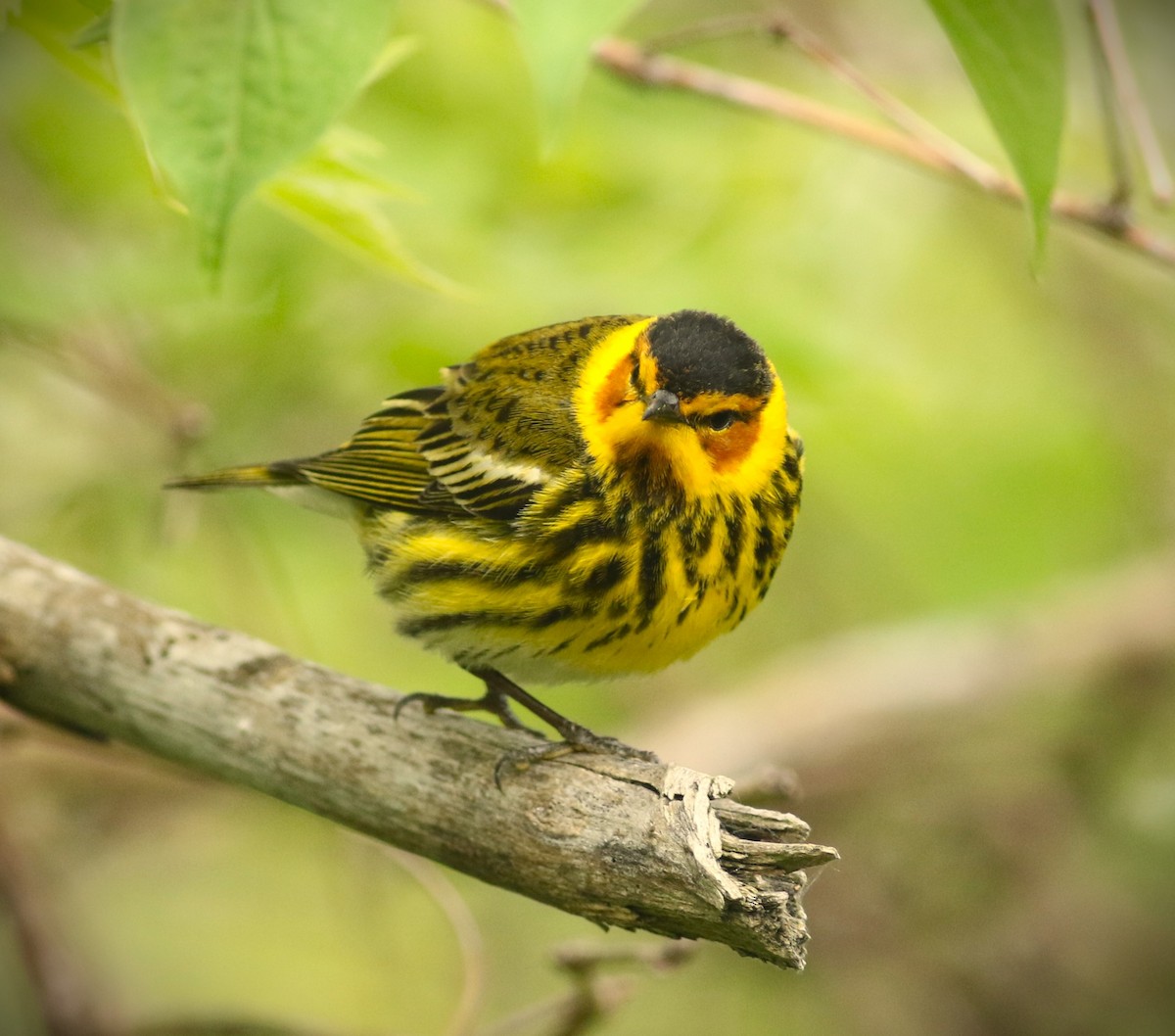 Cape May Warbler - ML619669473