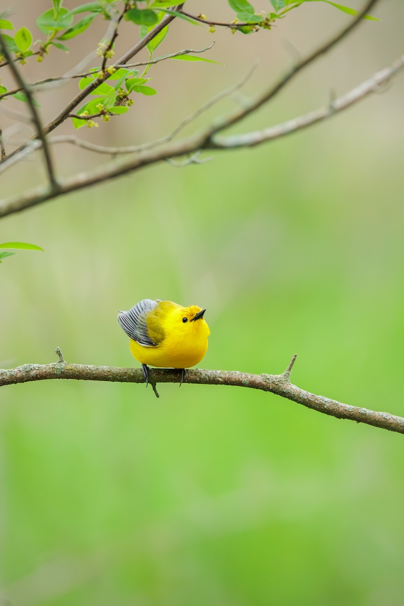 Prothonotary Warbler - ML619669523