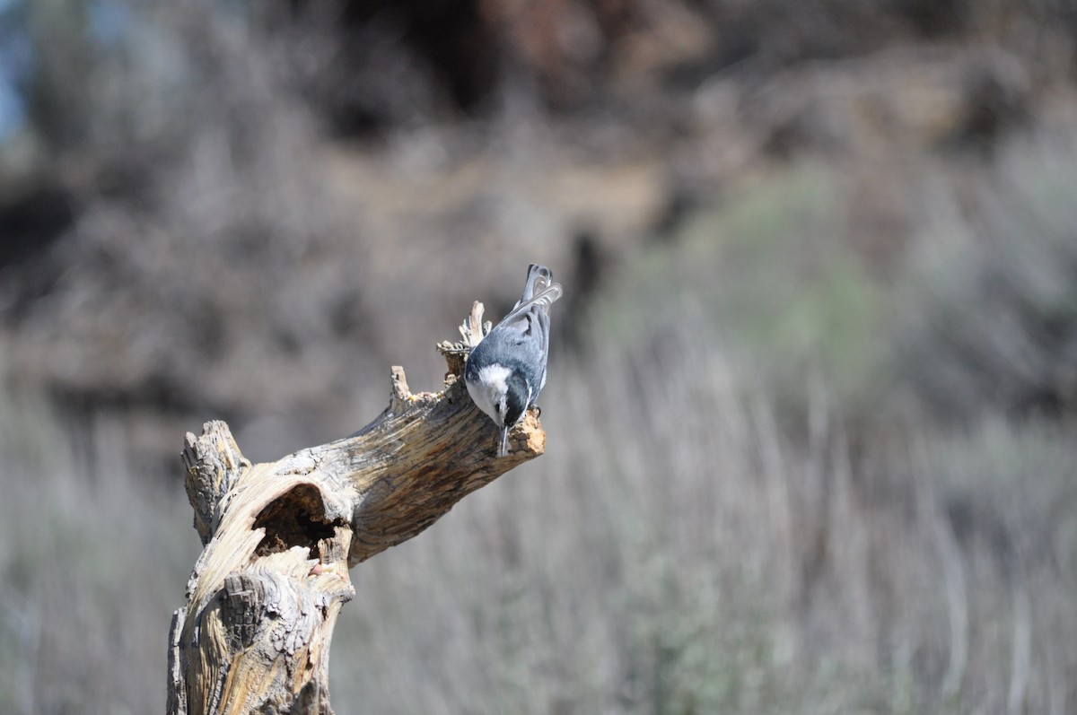 White-breasted Nuthatch (Interior West) - ML619669602