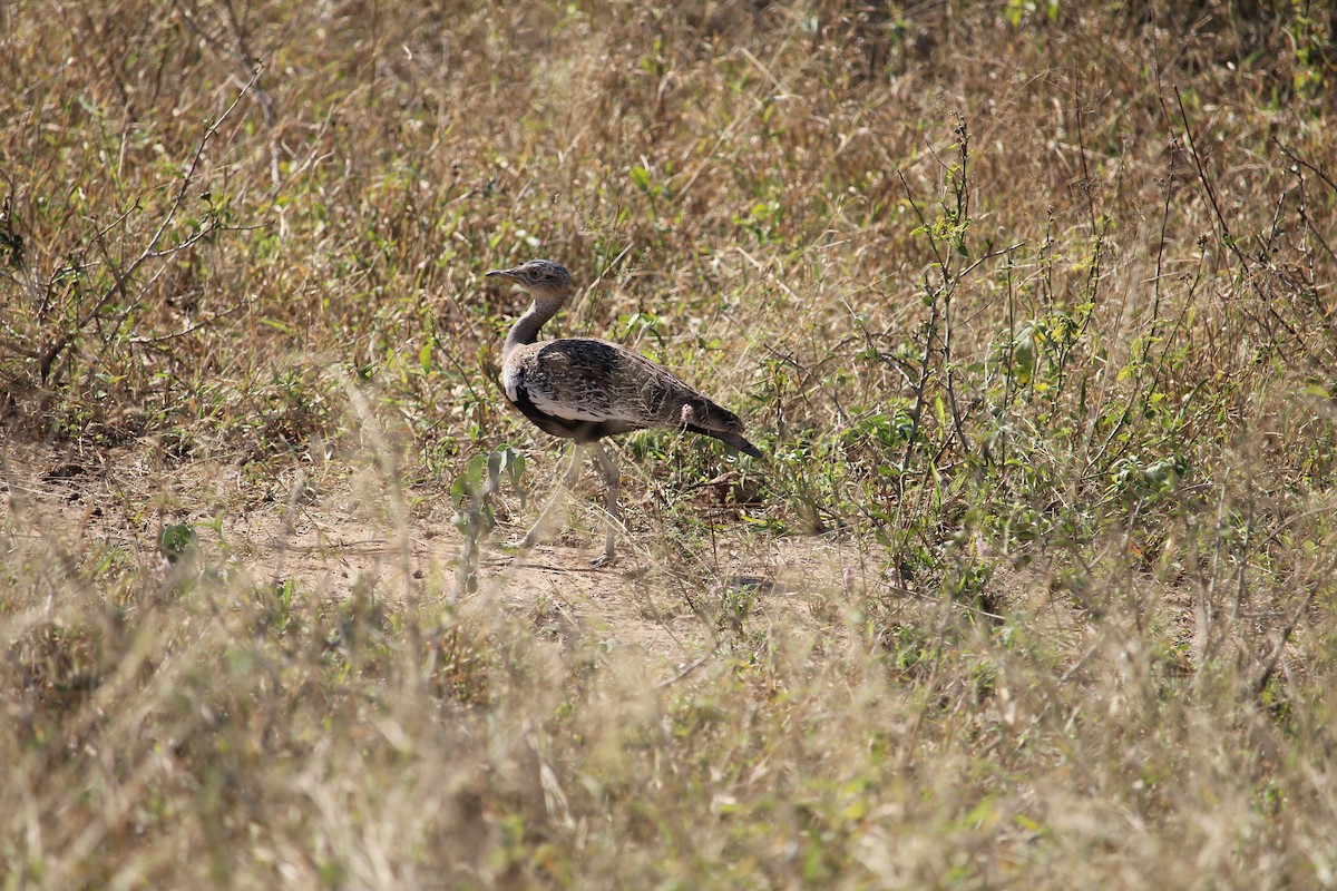 Red-crested Bustard - ML619669681