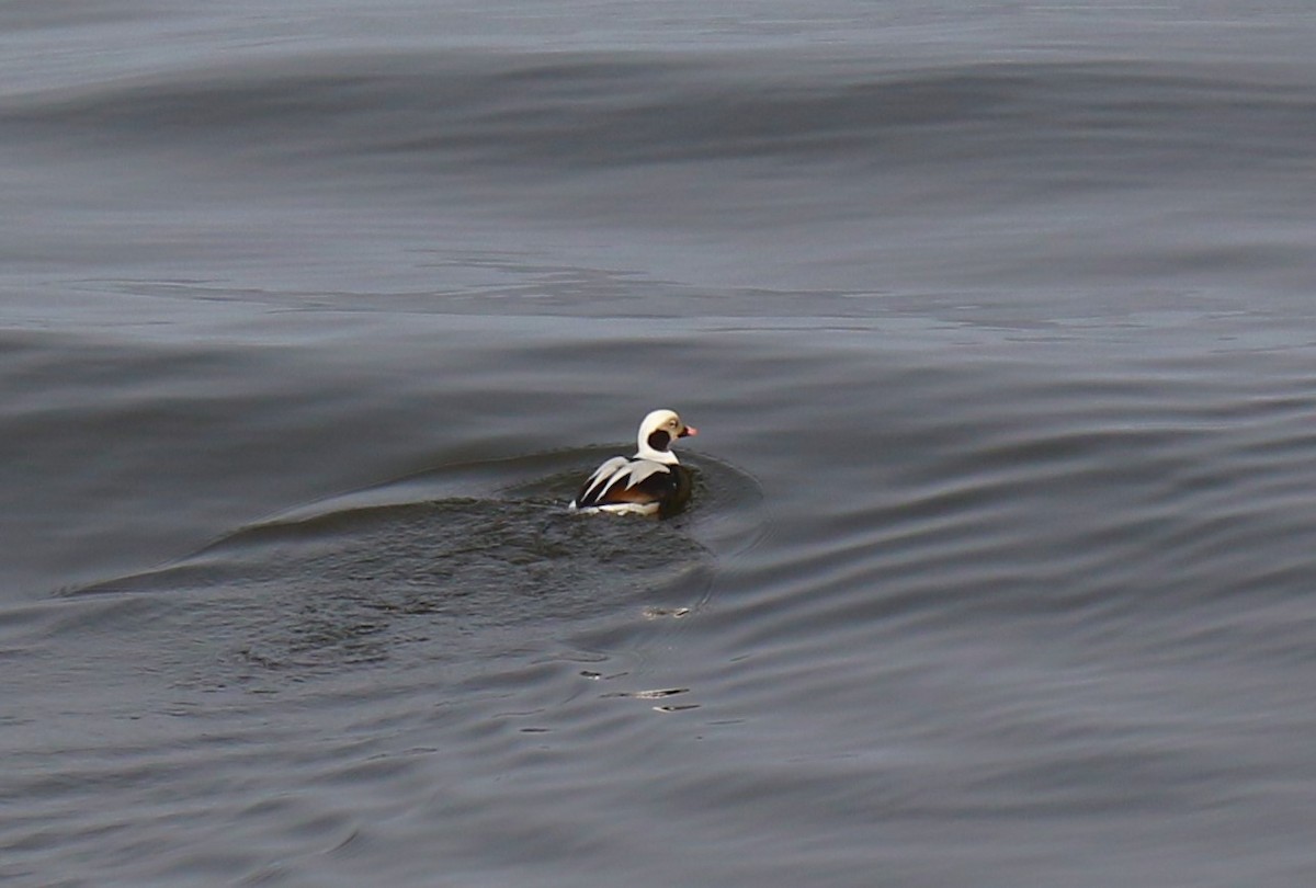 Long-tailed Duck - ML619669734