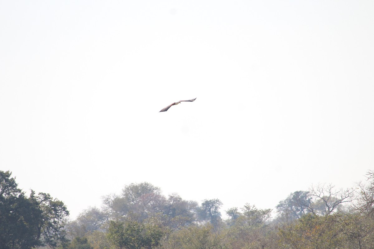 African Fish-Eagle - ML619669760