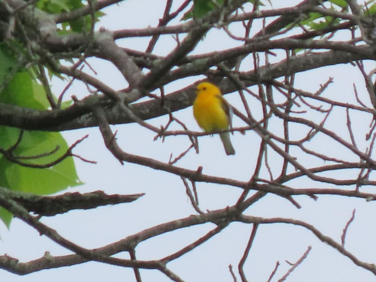 Prothonotary Warbler - ML619669788