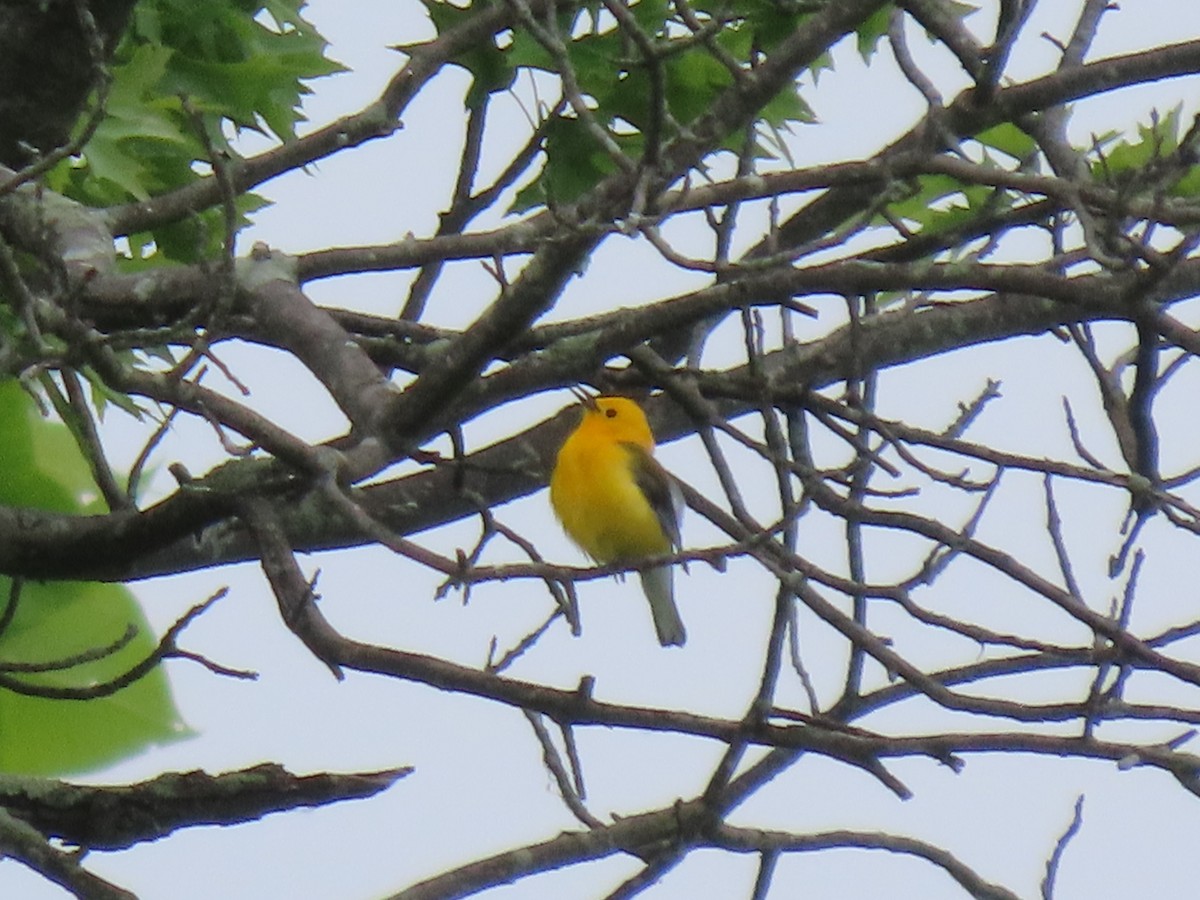 Prothonotary Warbler - ML619669798