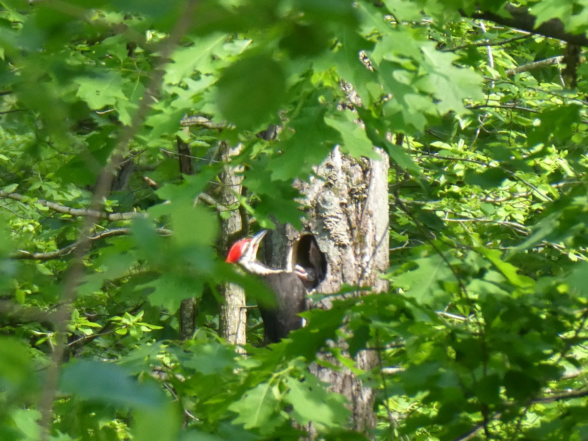 Pileated Woodpecker - ML619669837