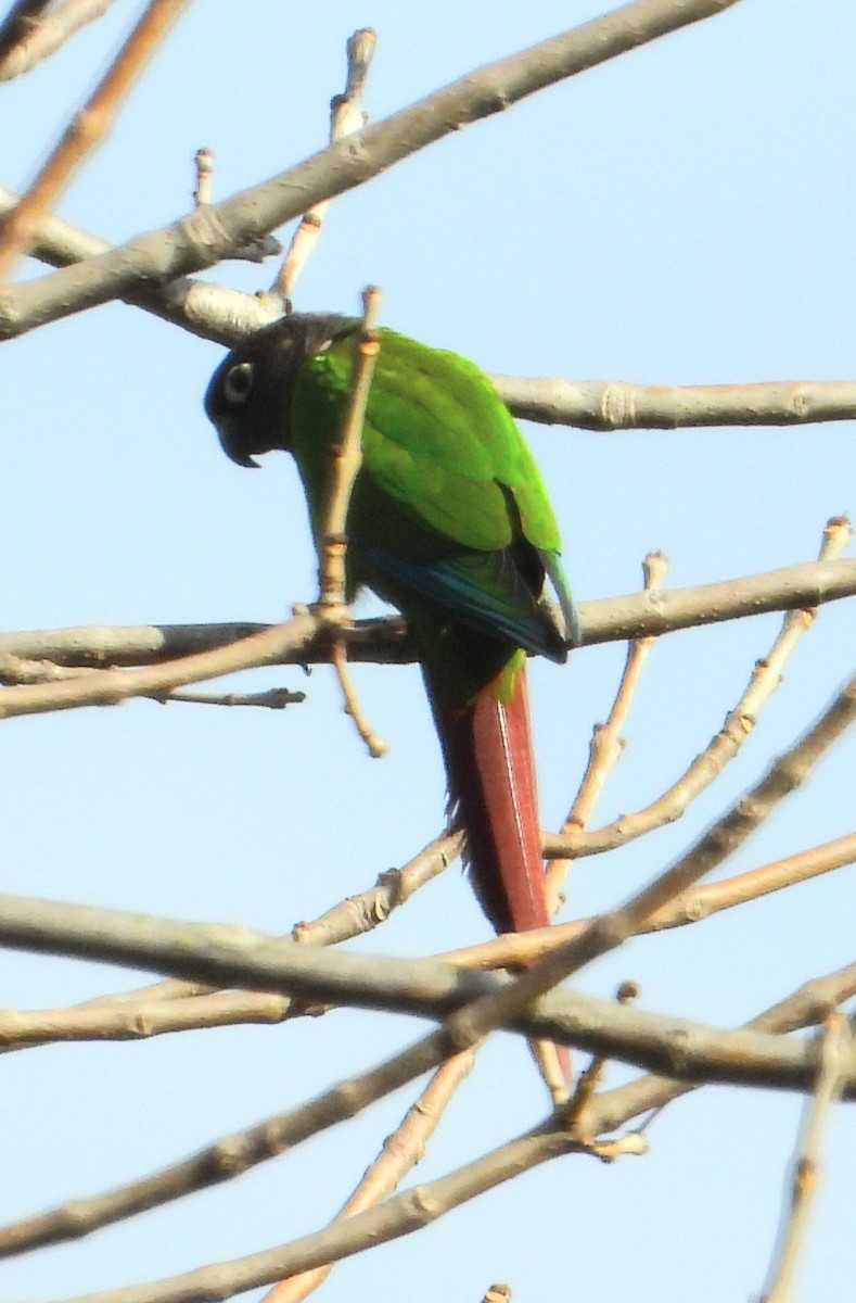 Green-cheeked Parakeet - ML619669870