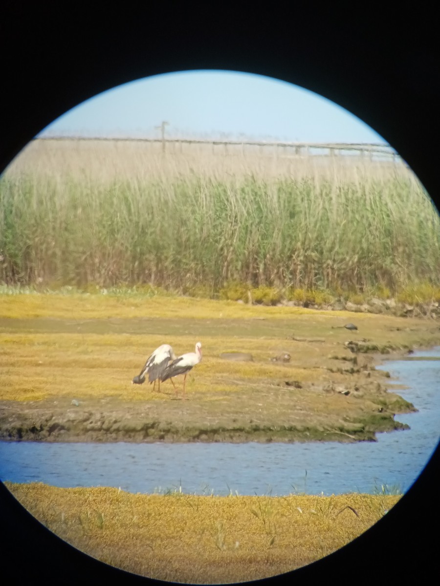 White Stork - ML619669875
