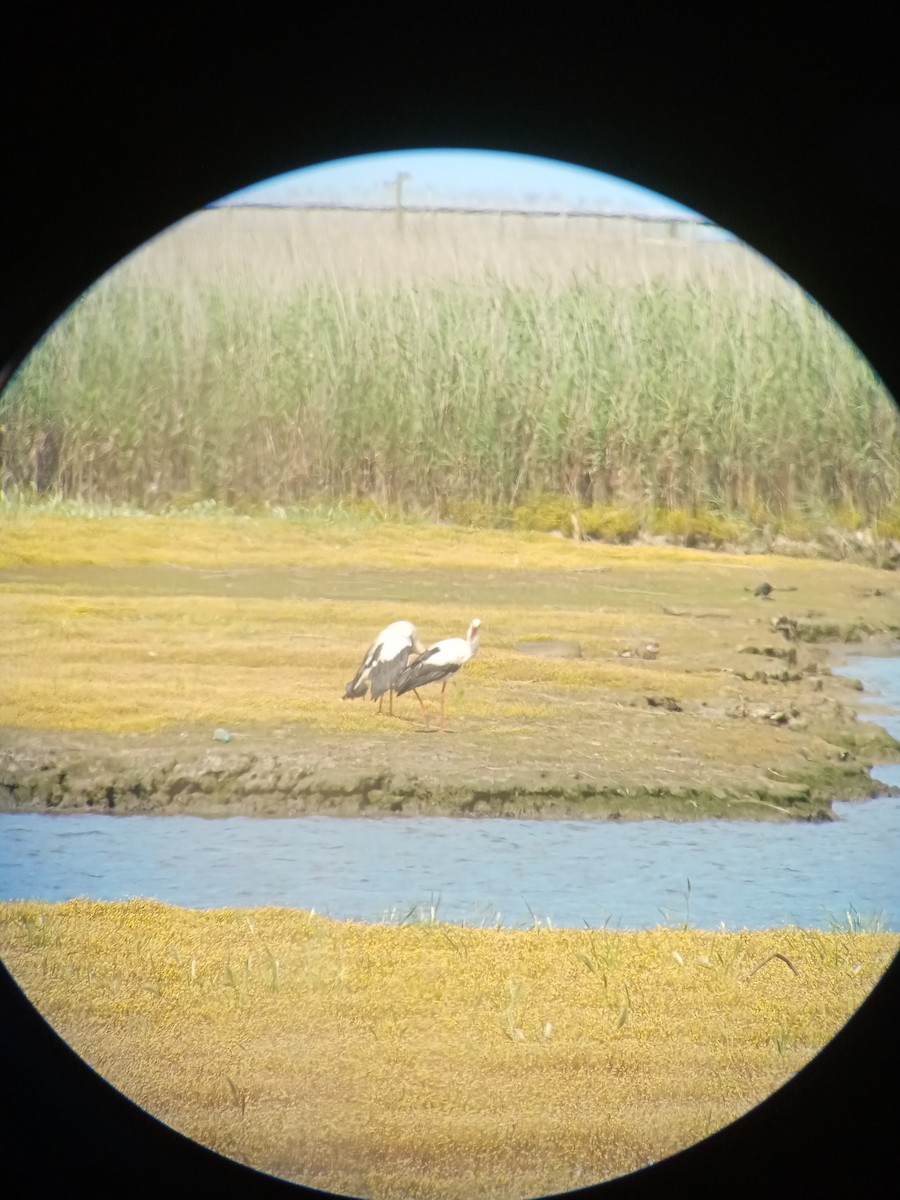 White Stork - ML619669876