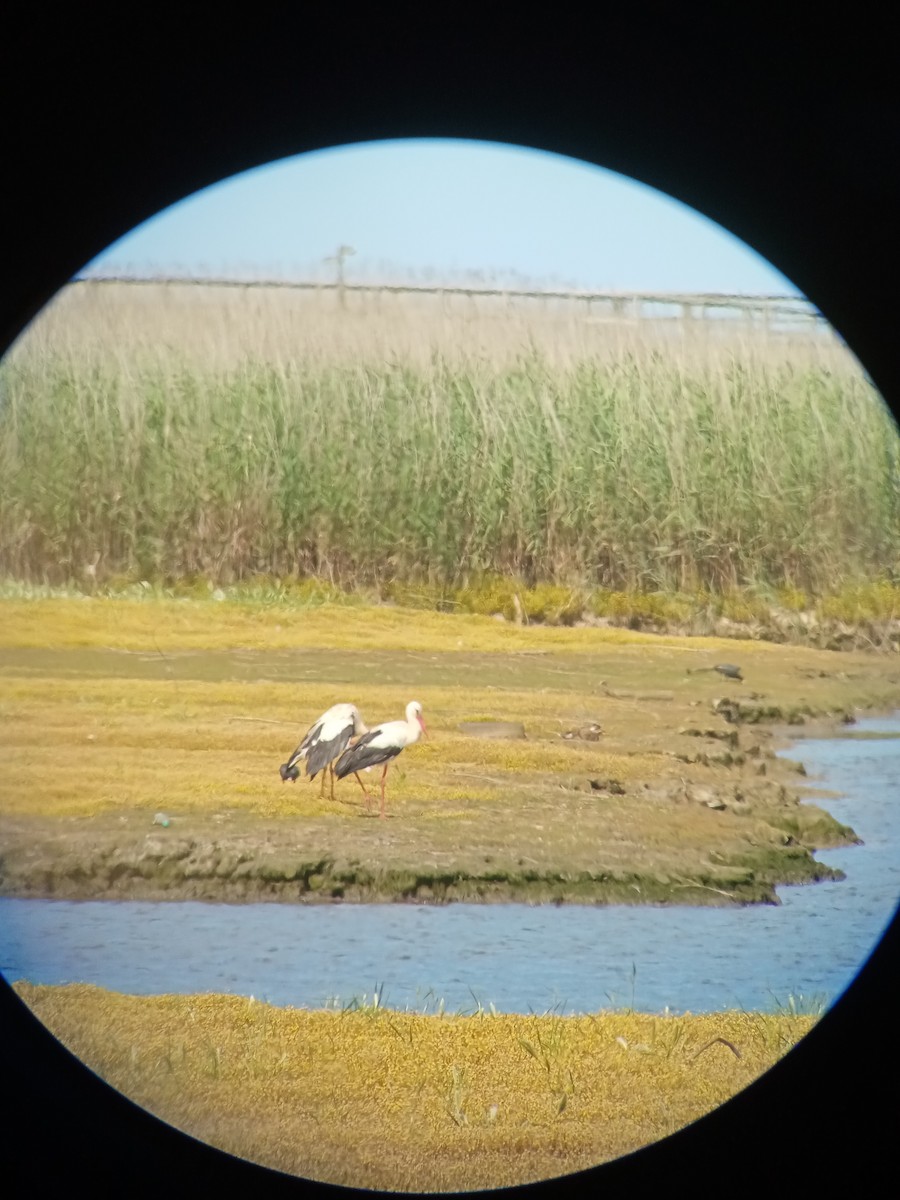 White Stork - ML619669877