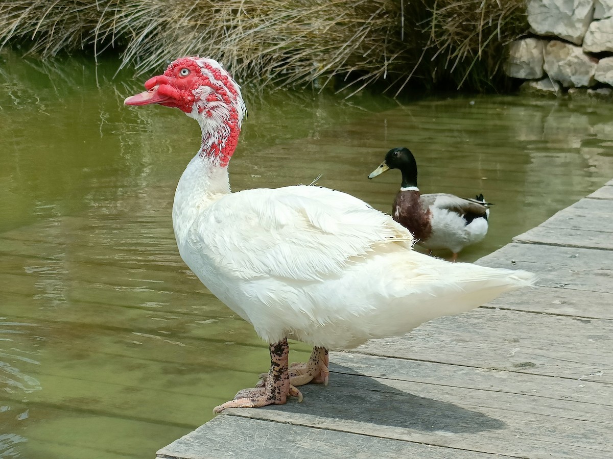 Muscovy Duck (Domestic type) - ML619669882