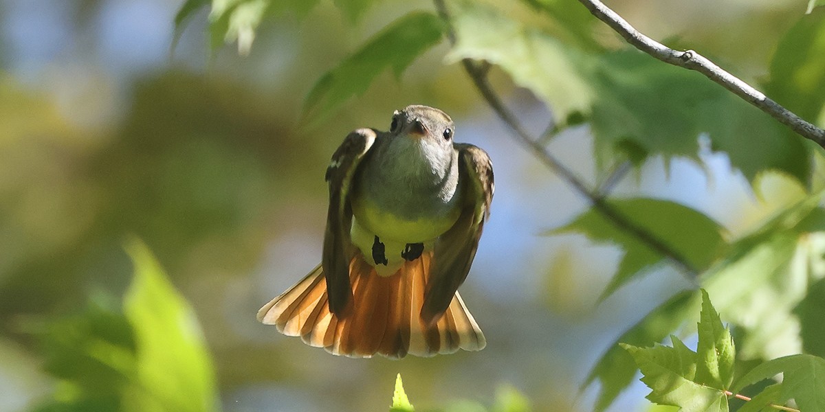 Great Crested Flycatcher - ML619669884