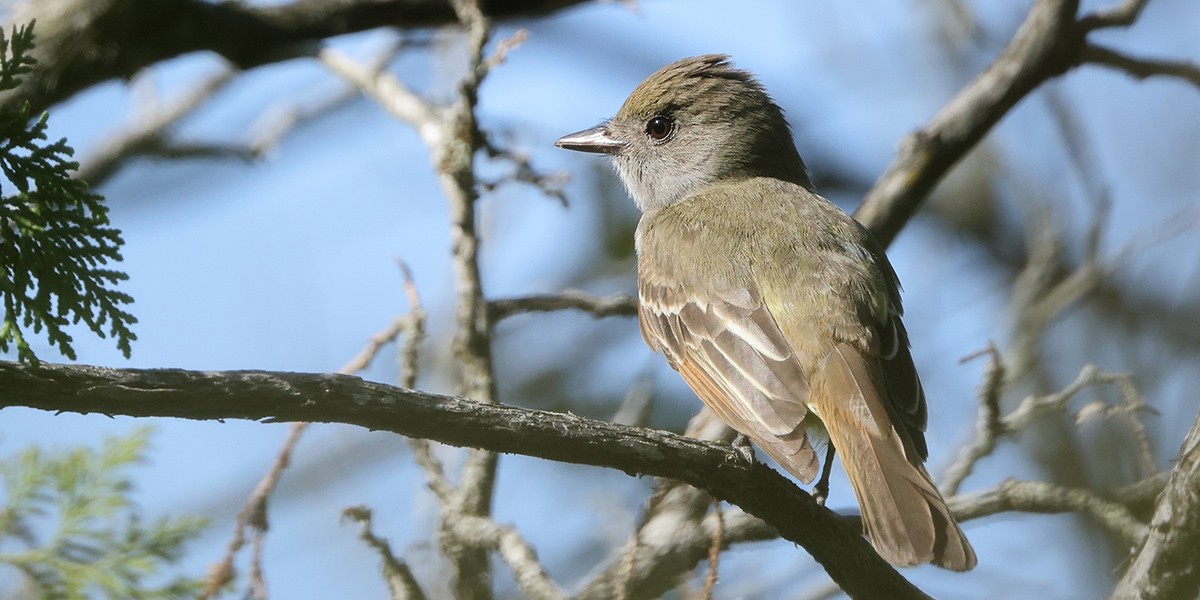 Great Crested Flycatcher - ML619669885