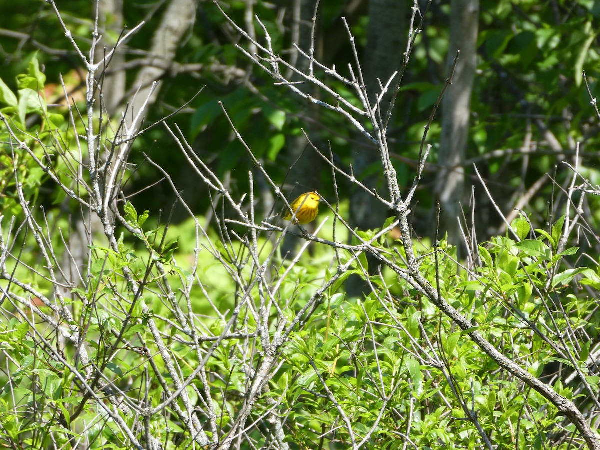 Yellow Warbler - ML619669887