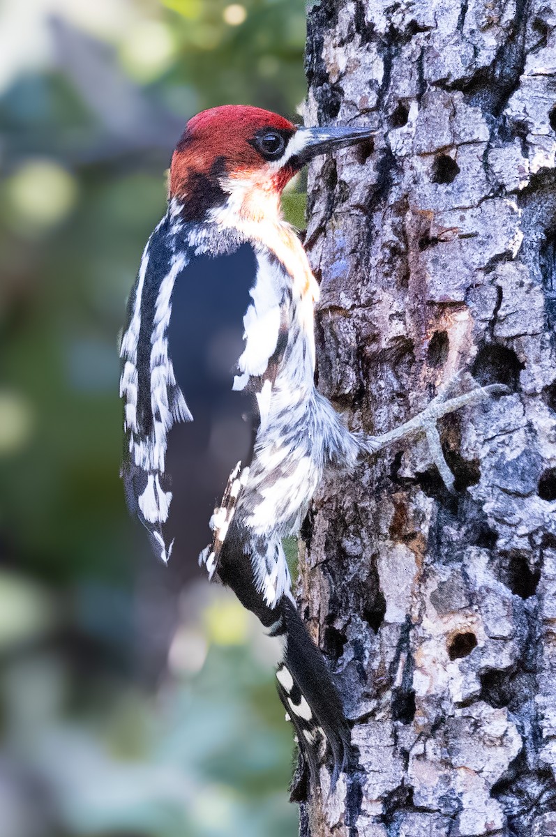 Red-breasted Sapsucker - ML619669900