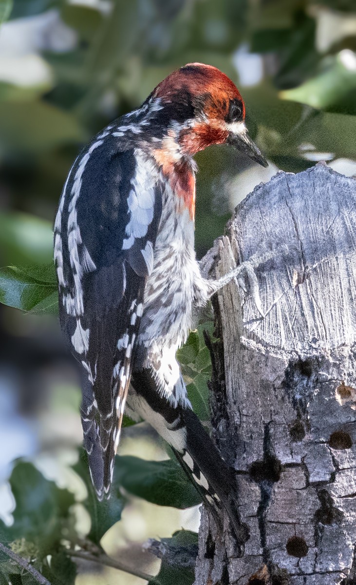 Red-breasted Sapsucker - ML619669901