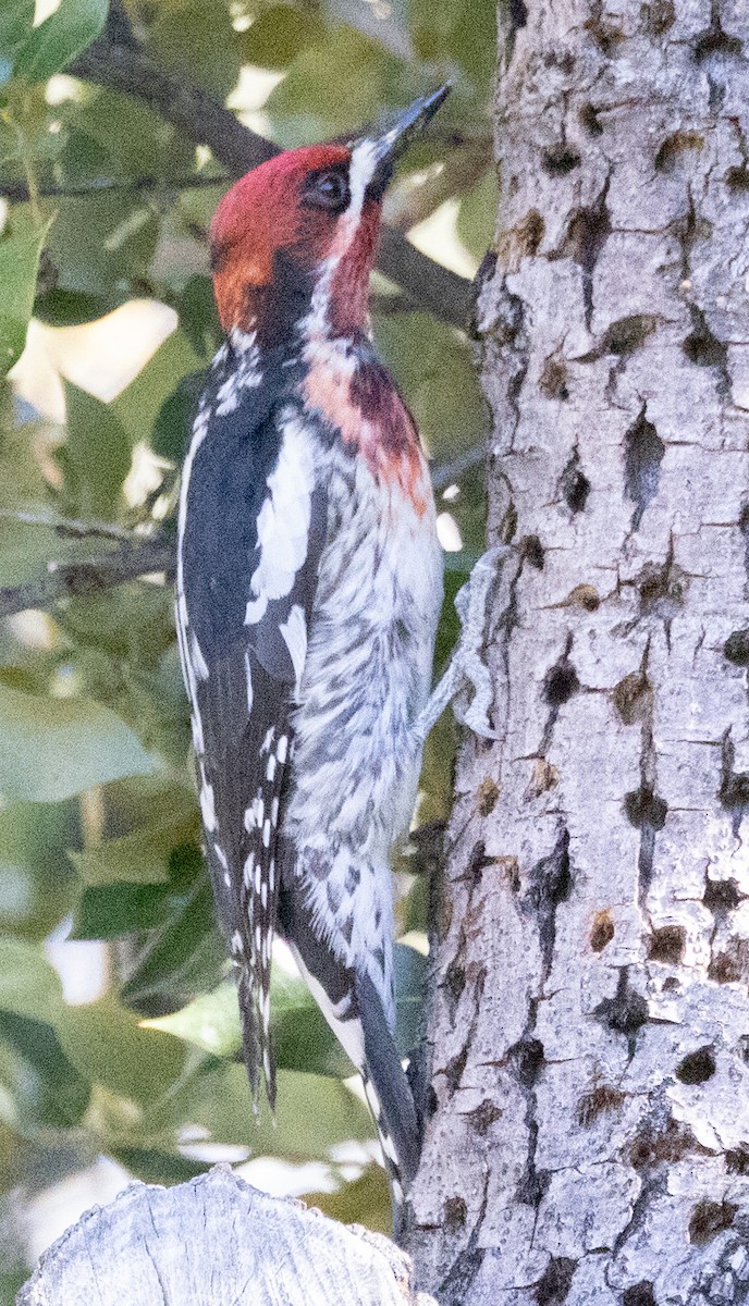 Red-breasted Sapsucker - ML619669903