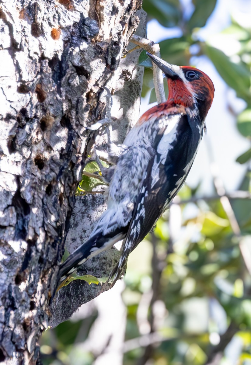 Red-breasted Sapsucker - ML619669904