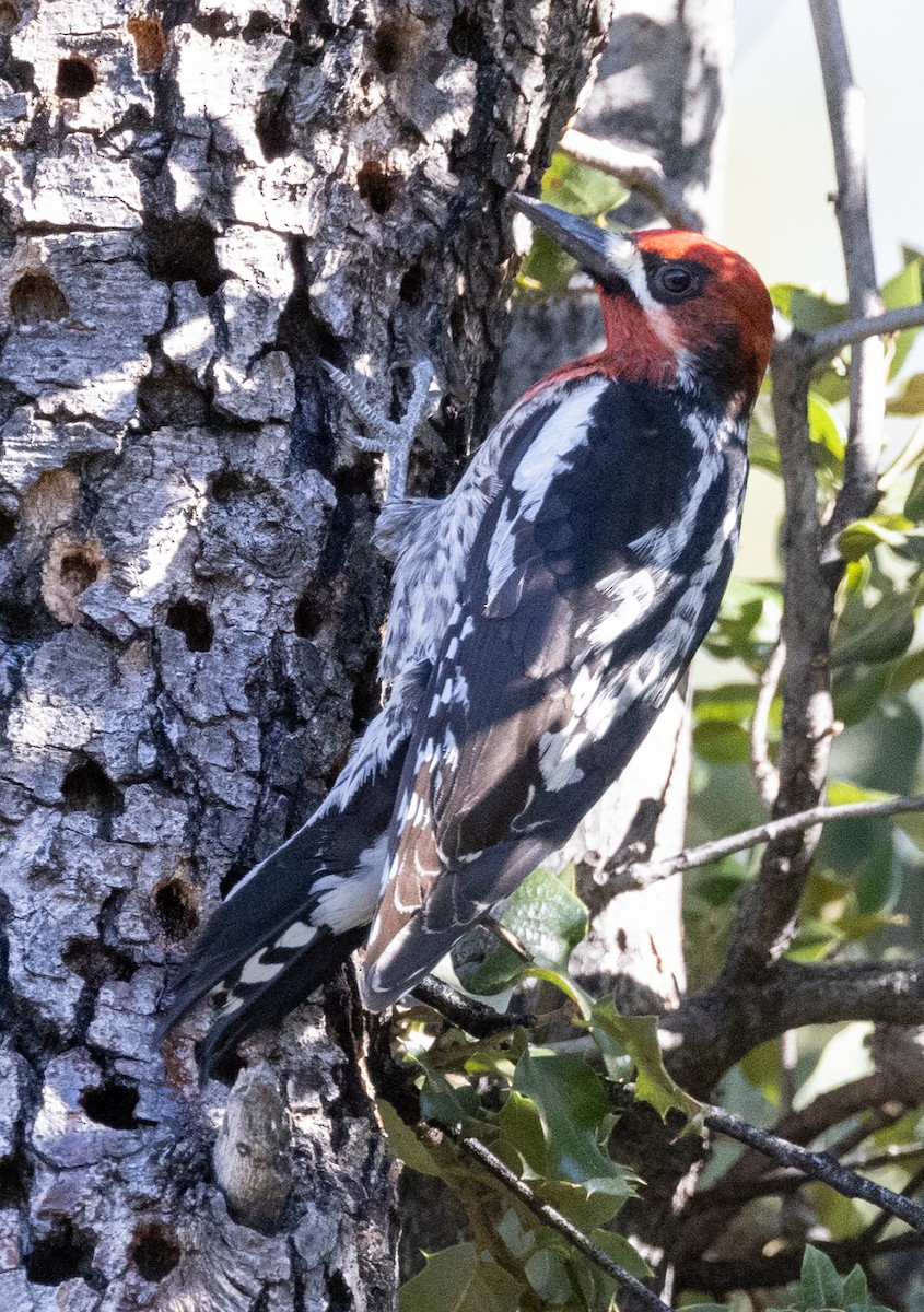 Red-breasted Sapsucker - ML619669914