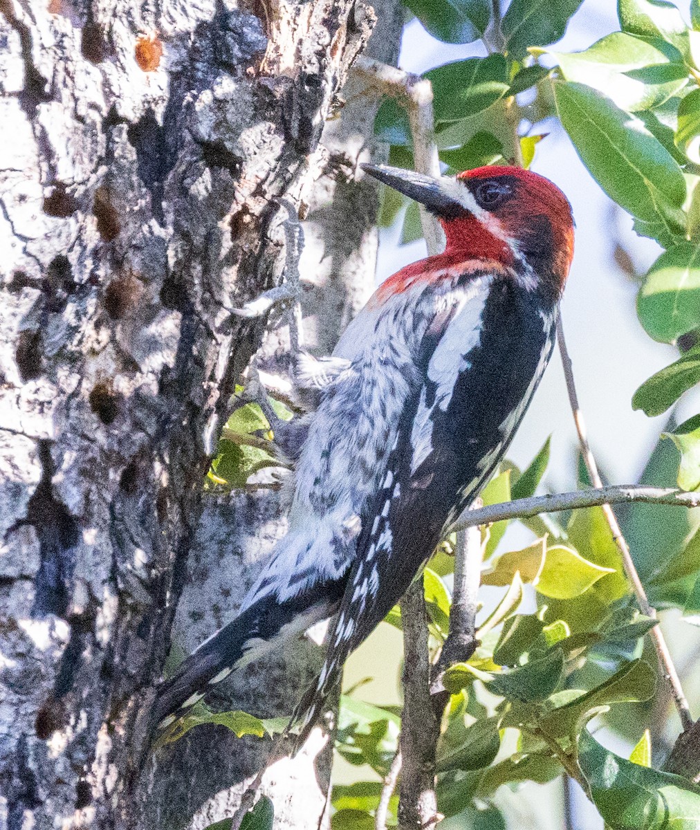 Red-breasted Sapsucker - ML619669915