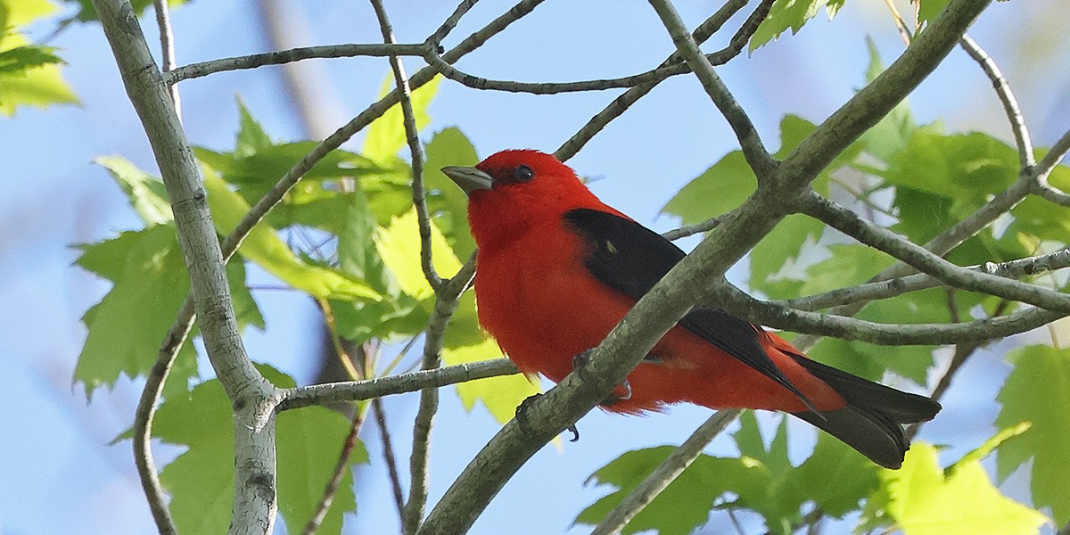 Scarlet Tanager - ML619669922